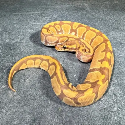 Ultramel