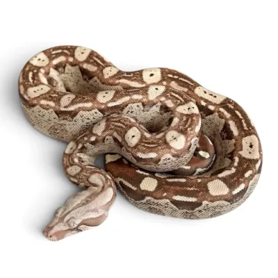 Aztec T+ VPI poss. jungle