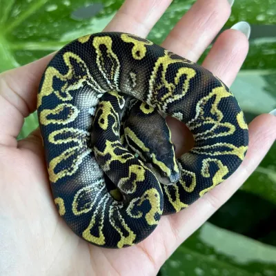 Ball Python
