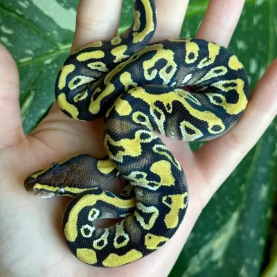 Ball Python