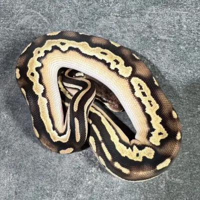 Mojave Orange Dream Enchi Black Head