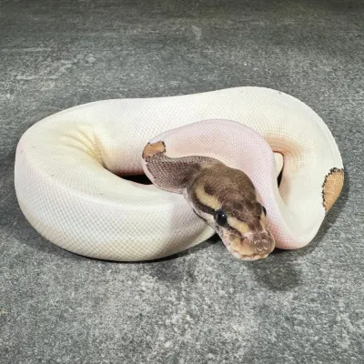 Mojave Piebald