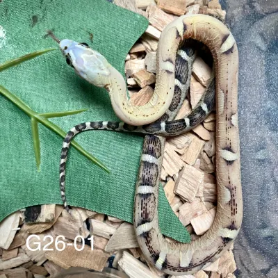 Wąż zbożowy - Scaleless Caramel Motley Striped