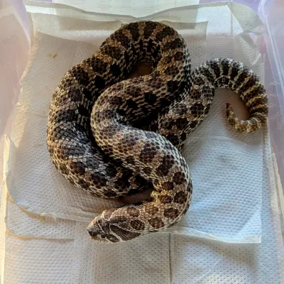 Hognose zachodni