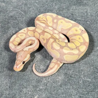 Pastel Banana