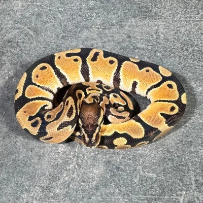 Orange Dream Het Piebald