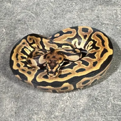 Leopard Spotnose