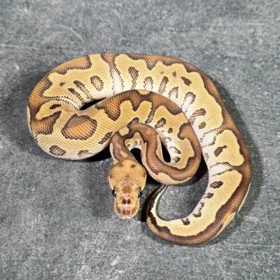 Mojave Clown