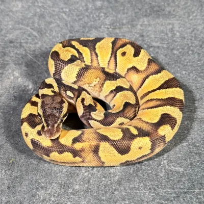 Yellow Belly Orange Dream Enchi