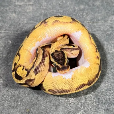 Pastel Piebald
