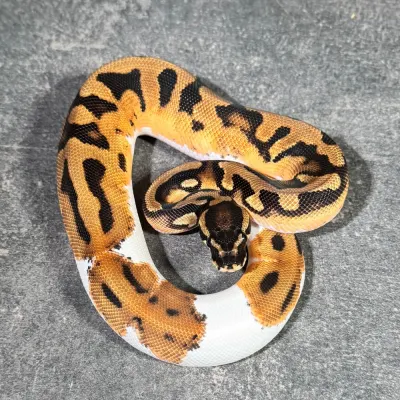 Orange Dream Piebald