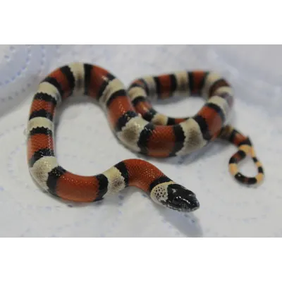 Hybrydy Lampropeltis