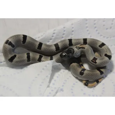 Hybrydy Lampropeltis