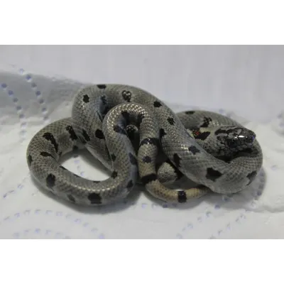 Hybrydy Lampropeltis