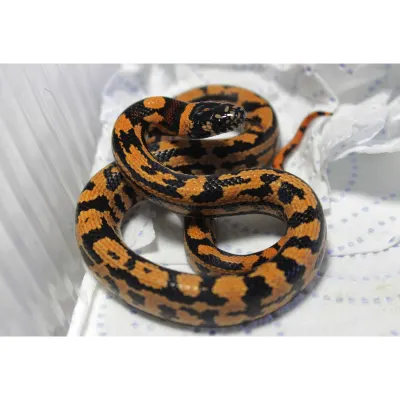 Hybrydy Lampropeltis