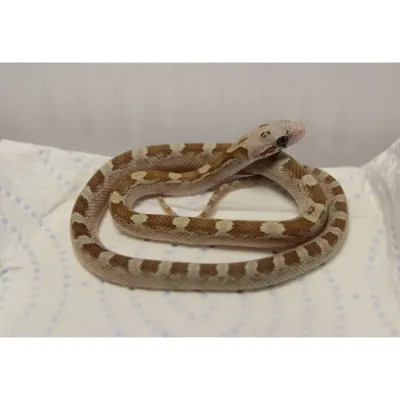 Hypo Caramel Pied-Sided Bloodred