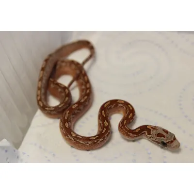 Pied-Sided Bloodred