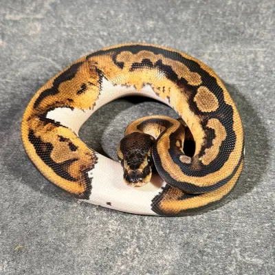 Piebald
