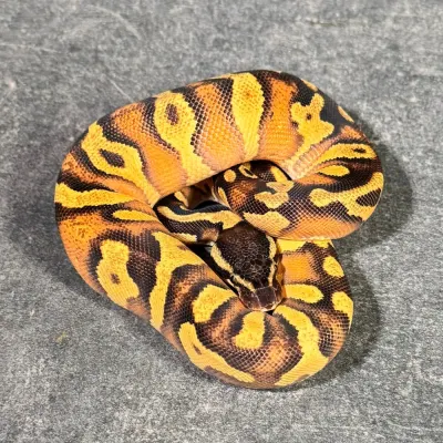 Black Head Yellow Belly Orange Dream Enchi