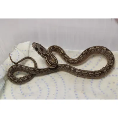 Hypo Caramel Pied-Sided Bloodred