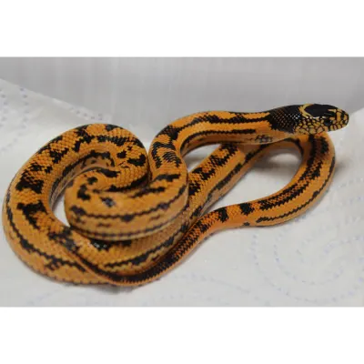 Hybrydy Lampropeltis