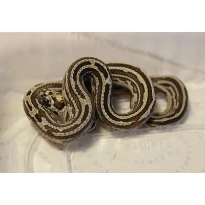 Hybrydy Lampropeltis