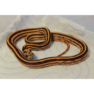Hybrydy Lampropeltis
