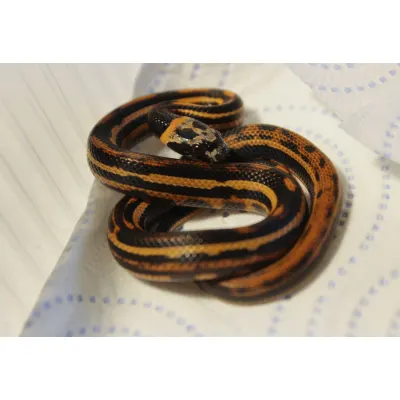 Hybrydy Lampropeltis