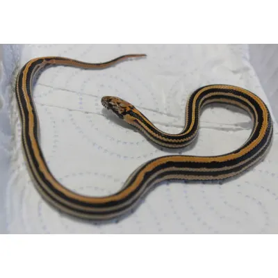 Hybrydy Lampropeltis
