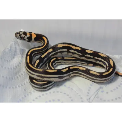 Hybrydy Lampropeltis