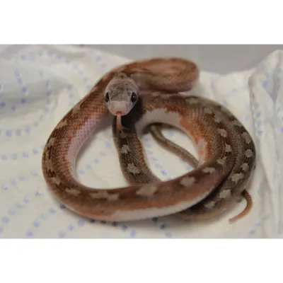 Pied-Sided Bloodred