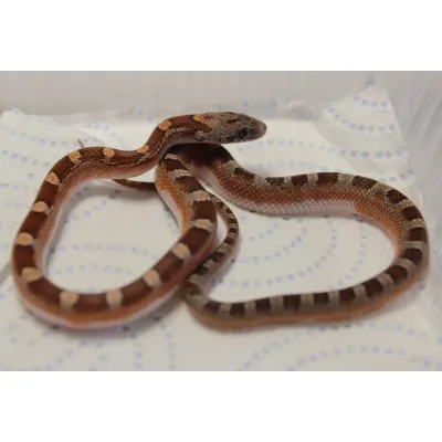 Pied-Sided Bloodred