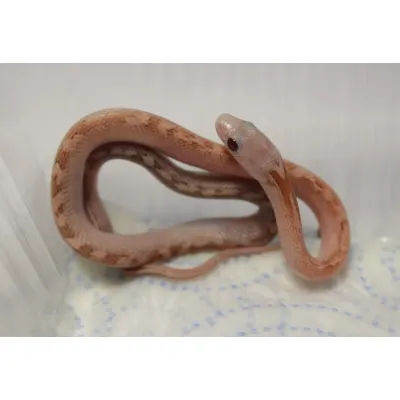 Pied-Sided Bloodred Tessera Hypo Lavender