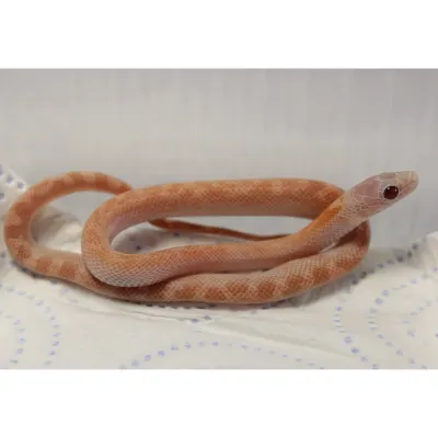 Pied-Sided Bloodred Tessera Hypo Lavender