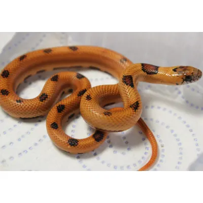 Hybrydy Lampropeltis
