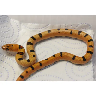 Hybrydy Lampropeltis