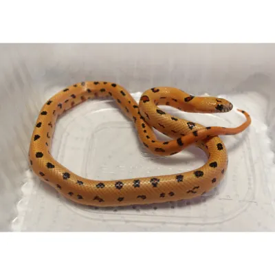 Hybrydy Lampropeltis