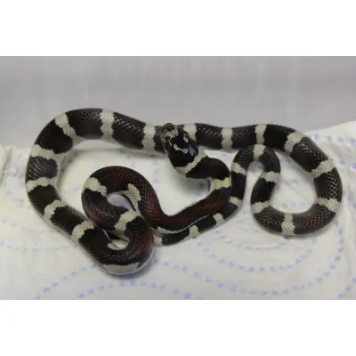 Hybrydy Lampropeltis