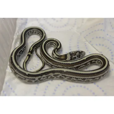 Hybrydy Lampropeltis
