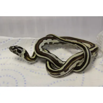Hybrydy Lampropeltis