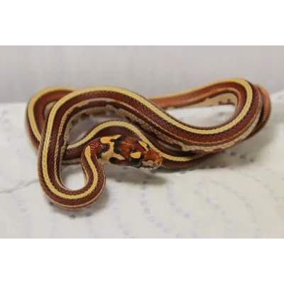 Hybrydy Lampropeltis