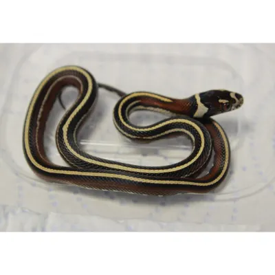 Hybrydy Lampropeltis
