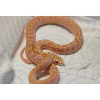 Hybrydy Lampropeltis