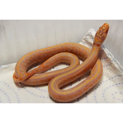 Hybrydy Lampropeltis