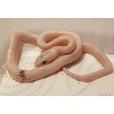 Hypo Caramel Pied-Sided Bloodred