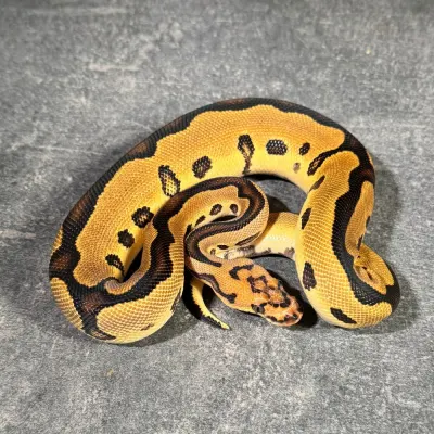 Leopard Clown