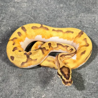 Enchi Fire Piebald