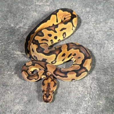 Yellow Belly Clown