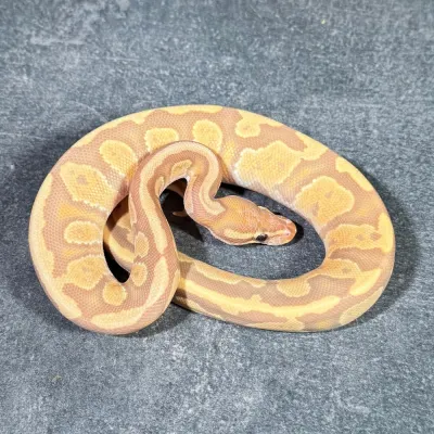 Yellow Belly Ultramel