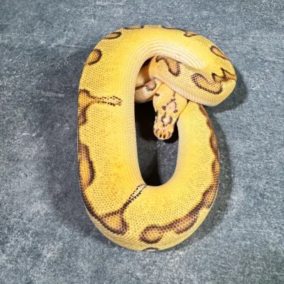 Pastel Orange Dream Clown Enchi